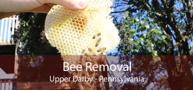 Bee Removal Upper Darby - Pennsylvania