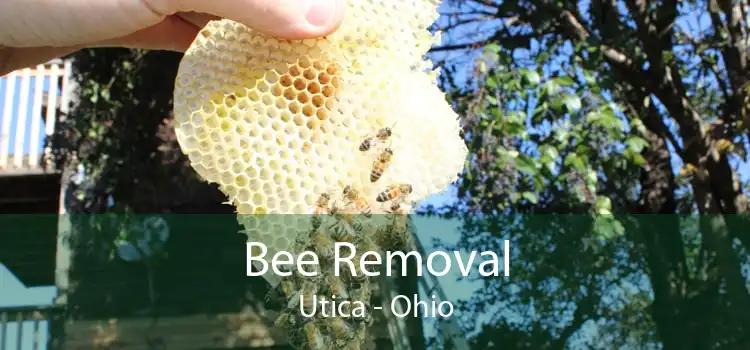Bee Removal Utica - Ohio