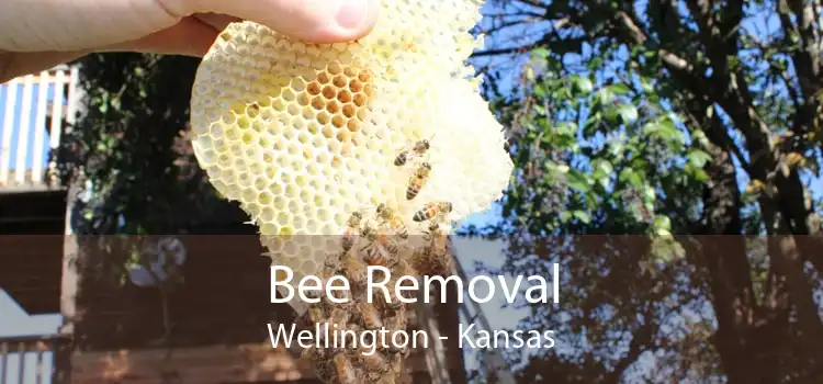 Bee Removal Wellington - Kansas