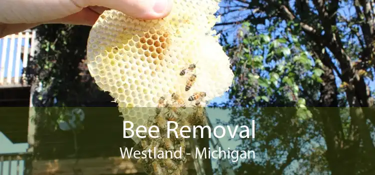 Bee Removal Westland - Michigan
