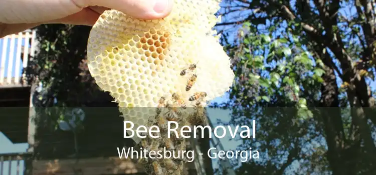 Bee Removal Whitesburg - Georgia