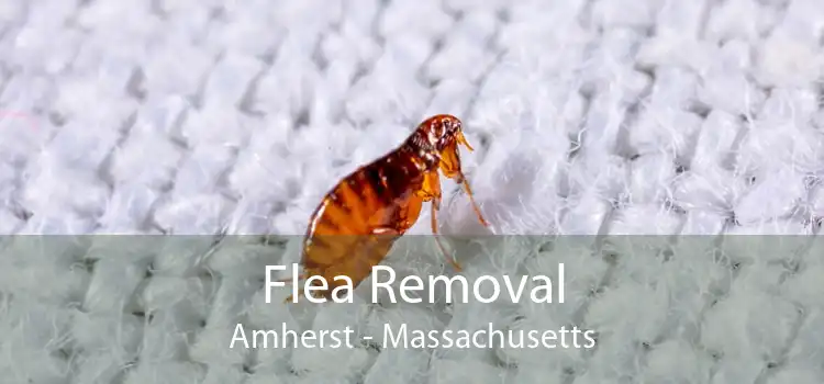 Flea Removal Amherst - Massachusetts