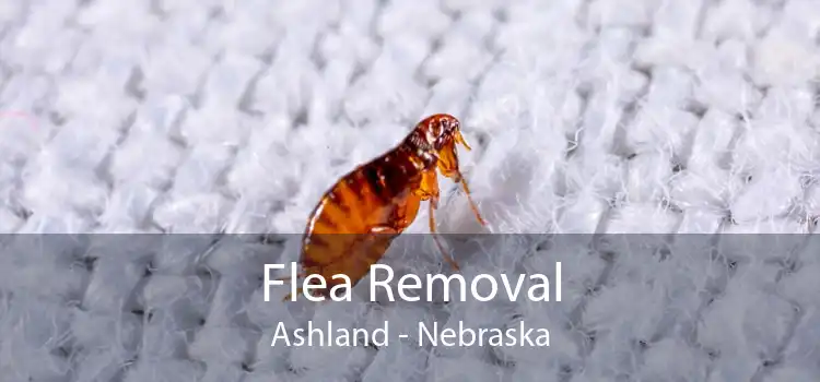 Flea Removal Ashland - Nebraska