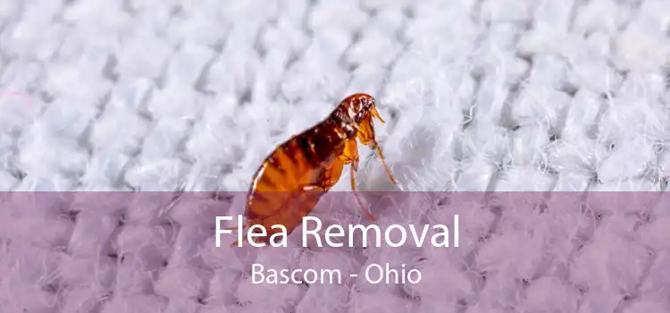 Flea Removal Bascom - Ohio