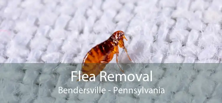Flea Removal Bendersville - Pennsylvania