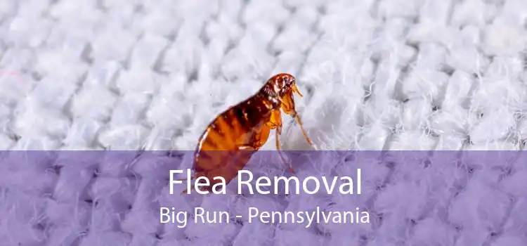 Flea Removal Big Run - Pennsylvania