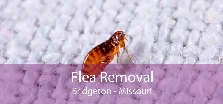 Flea Removal Bridgeton - Missouri