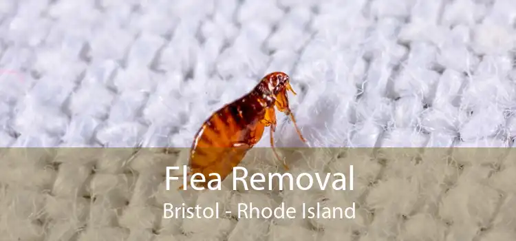 Flea Removal Bristol - Rhode Island