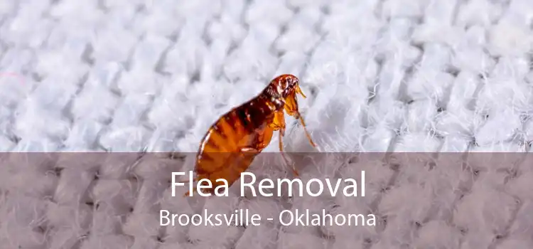 Flea Removal Brooksville - Oklahoma