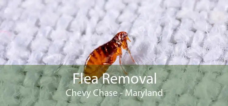 Flea Removal Chevy Chase - Maryland