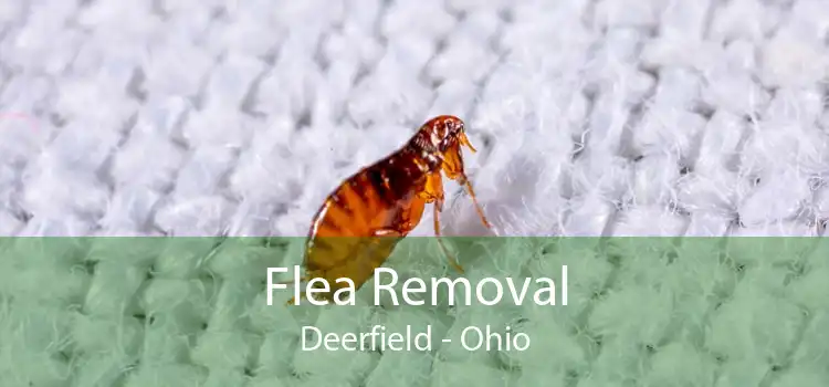 Flea Removal Deerfield - Ohio