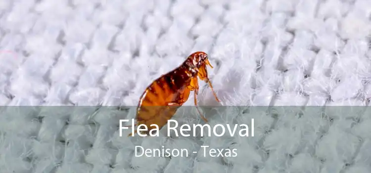 Flea Removal Denison - Texas
