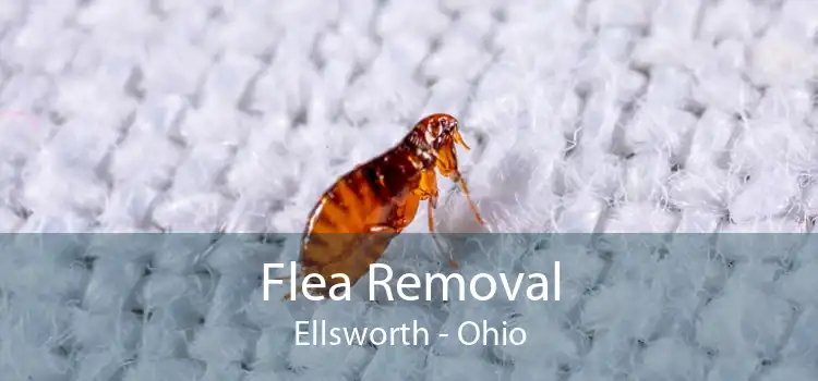 Flea Removal Ellsworth - Ohio