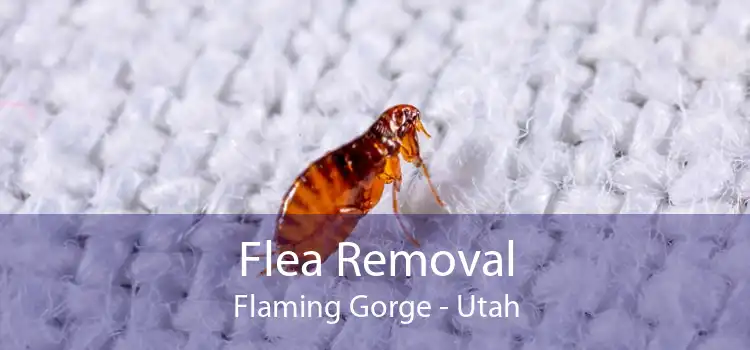 Flea Removal Flaming Gorge - Utah