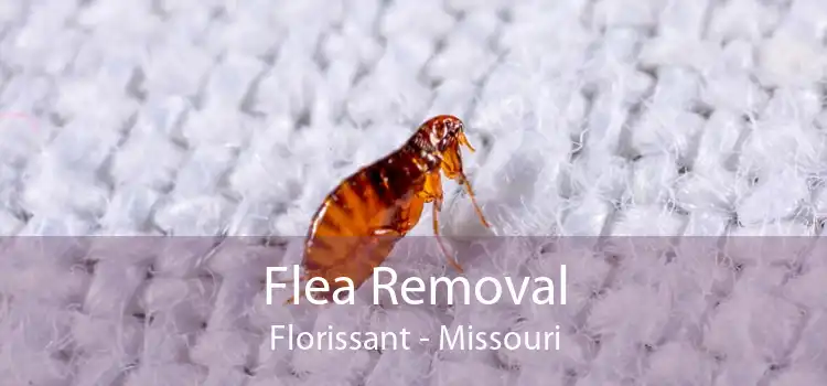 Flea Removal Florissant - Missouri
