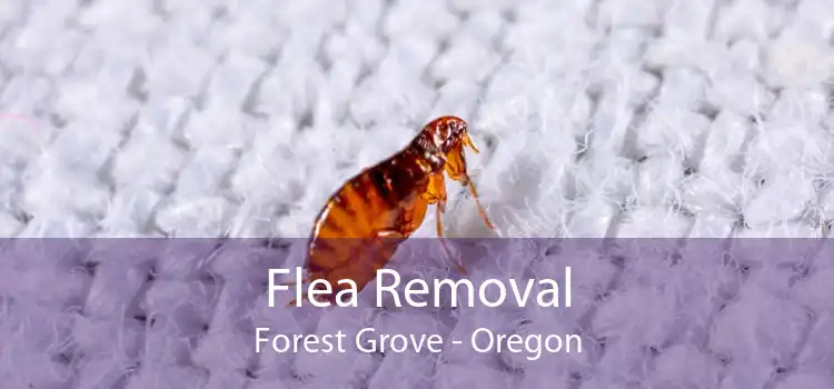 Flea Removal Forest Grove - Oregon