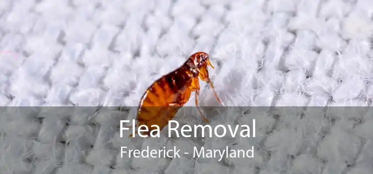 Flea Removal Frederick - Maryland