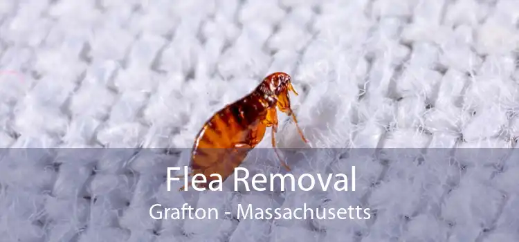 Flea Removal Grafton - Massachusetts