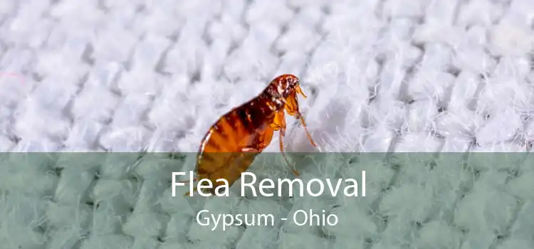 Flea Removal Gypsum - Ohio
