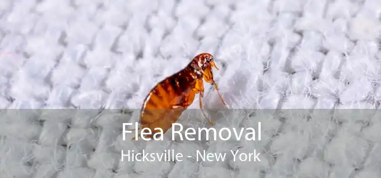 Flea Removal Hicksville - New York