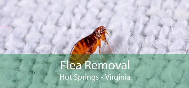 Flea Removal Hot Springs - Virginia