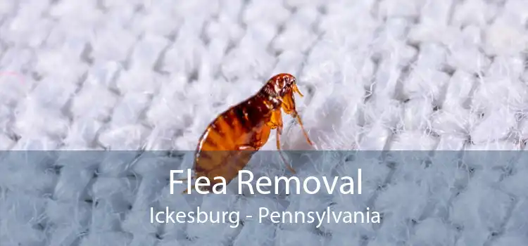 Flea Removal Ickesburg - Pennsylvania