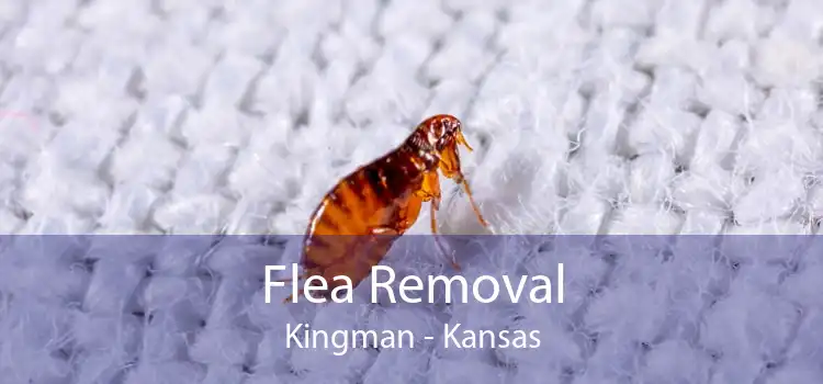 Flea Removal Kingman - Kansas