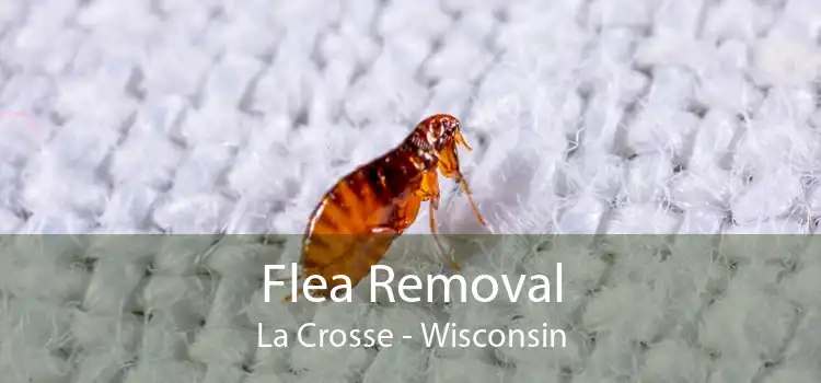 Flea Removal La Crosse - Wisconsin