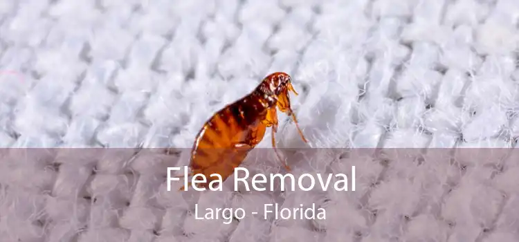 Flea Removal Largo - Florida