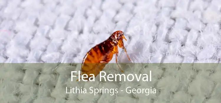 Flea Removal Lithia Springs - Georgia