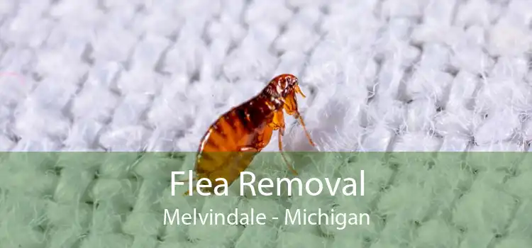 Flea Removal Melvindale - Michigan