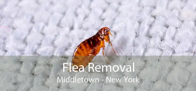 Flea Removal Middletown - New York