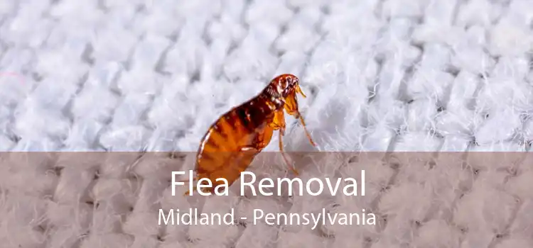 Flea Removal Midland - Pennsylvania