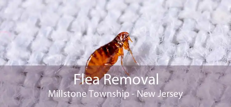 Flea Removal Millstone Township - New Jersey