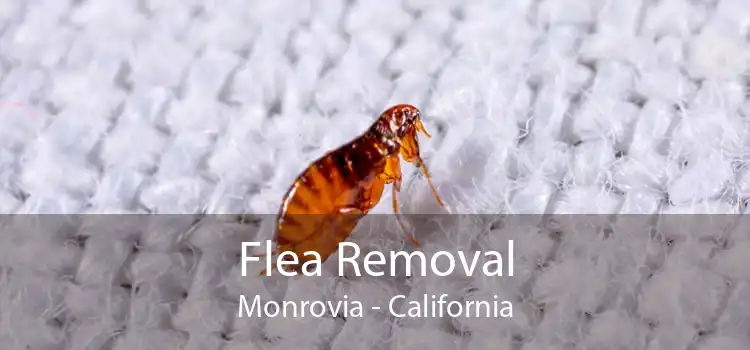 Flea Removal Monrovia - California