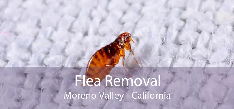 Flea Removal Moreno Valley - California