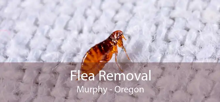 Flea Removal Murphy - Oregon