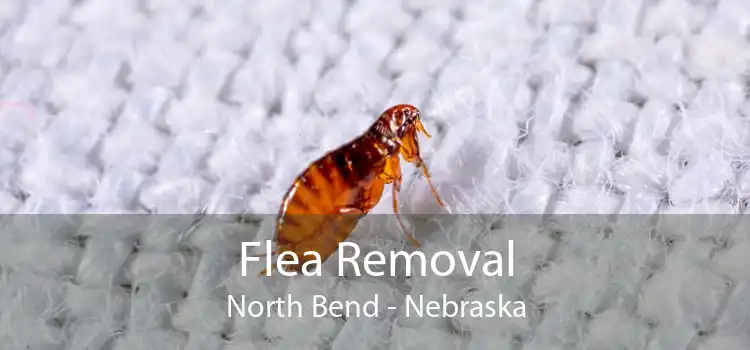 Flea Removal North Bend - Nebraska