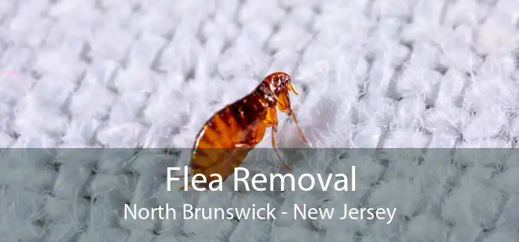 Flea Removal North Brunswick - New Jersey