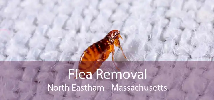 Flea Removal North Eastham - Massachusetts
