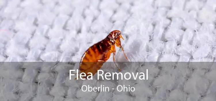 Flea Removal Oberlin - Ohio