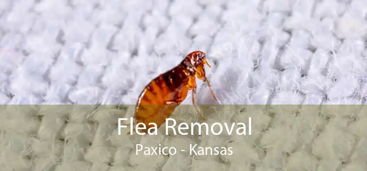Flea Removal Paxico - Kansas