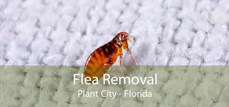 Flea Removal Plant City - Florida