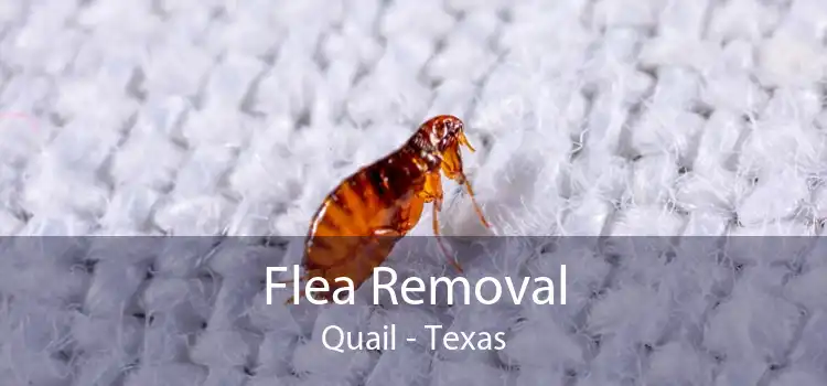 Flea Removal Quail - Texas
