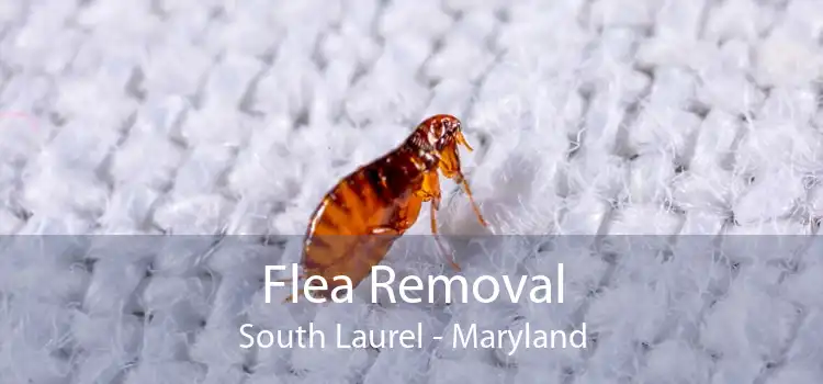Flea Removal South Laurel - Maryland