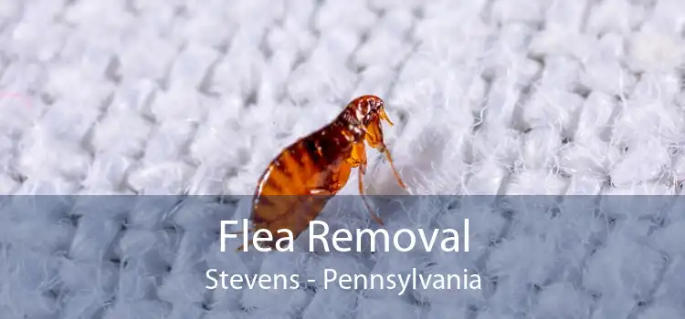 Flea Removal Stevens - Pennsylvania