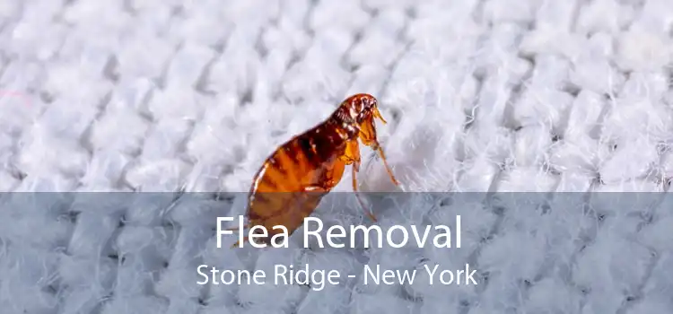 Flea Removal Stone Ridge - New York