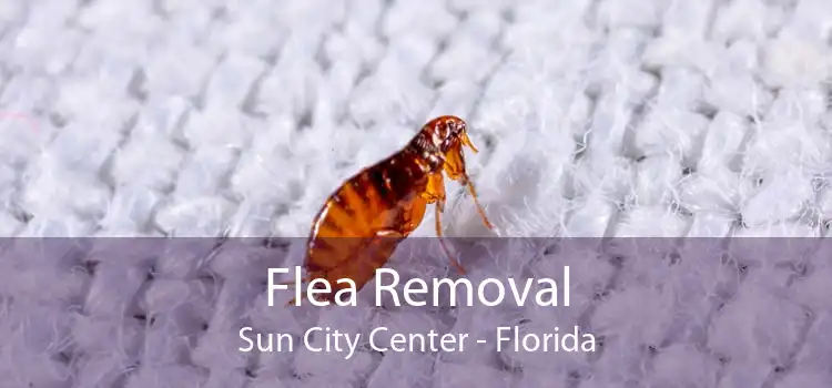 Flea Removal Sun City Center - Florida