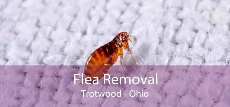 Flea Removal Trotwood - Ohio