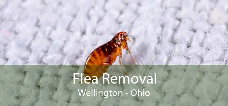 Flea Removal Wellington - Ohio